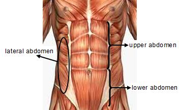 3 Sections of Ab Muscles